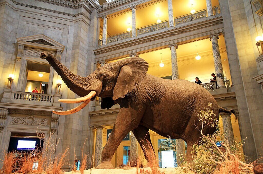 Is the American Natural History Museum Worth Visiting
