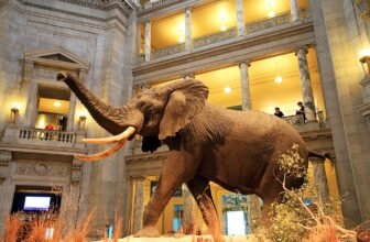 Is the American Natural History Museum Worth Visiting